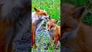Sweet Red Fox Mom Grooms Her Baby Rare Family Moment Caught On Camera