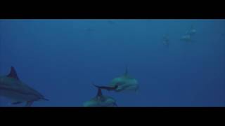 GOPRO DPV with dolphins KAUAI