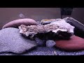 Electric Blue and Blue Gene Jack Dempsey Cichlid's P2