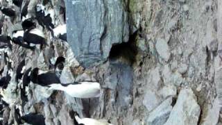 Chinstrap Penguin 5.Mov