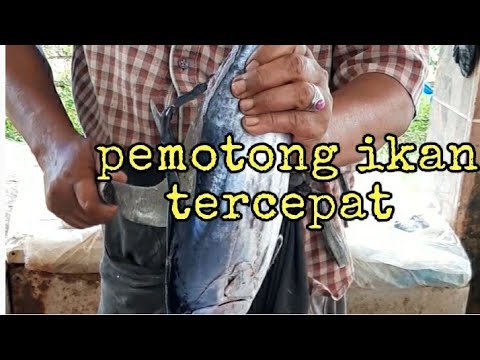 pemotong ikan tercepat
