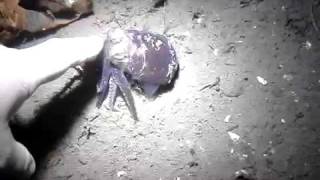 Stubby Squid Encounter