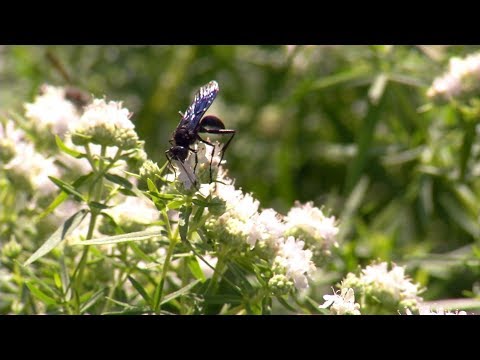 In the Garden: A Robbinsdale Woman’s Front-Yard Nature Preserve