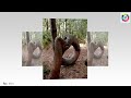 Funny Pictures ! Funny Trees Amazing ! Funny Shaped Plants ! Whatsapp Funny Images ! Amazing Trees