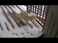 Watch: Husky Puppy's First Time In Snow Husky Puppy's First Time In Snow