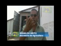 milho