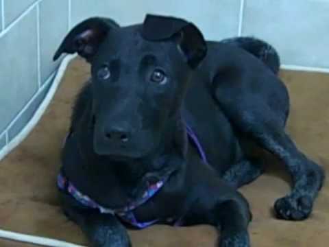 Puppies  Adoption on Puppies For Adoption 1545 Views Share