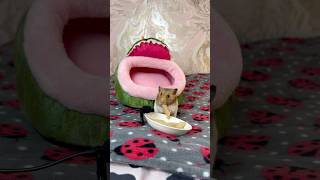 Hamster Eating Pasta A.s.m.r