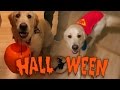 Super Cooper Sunday #35: Coop's First Halloween! (Golden Retriever Puppy)