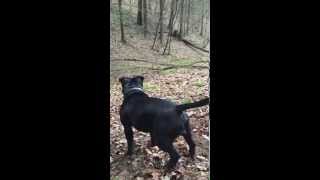 Meet Sylvester Vol.2. How To Uproot The Tree