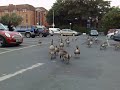 Geese out for a stroll in York England
