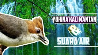 Yuhina kalimantan