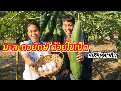วิธีใช้ไข่เป็ด ทำให้มะละกอ ออกผลยักษ์ ดก สร้างรายได้หลักล้าน - ซีรีส์โคราชตอนที่ 5 | เอิร์ธสดชื่น