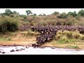 Wildebeests