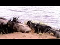 Wildebeests