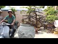 HV 350.phúc ngô tạo dáng siêu phong cho cây mai bonsai đẹp
