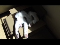バンザイ寝の猫