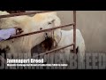rajasthan goat farming