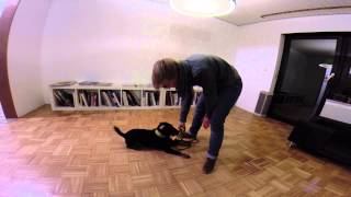 024 Konditionieren Platz Mit Futter Oberschenkel Deutscher Jagdterrier Neu