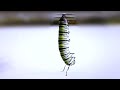 Metamorphosis From Caterpillar To Butterfly