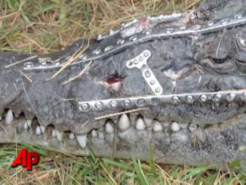 'Robo Croc': Crocodile Undergoes Surgery