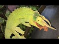 Jackson's Chameleon EATING BABY MOUSE! #3 Jackson's Chameleon EATING BABY MOUSE! #3