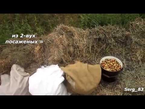 Выращивание картофеля на соломе без перекопки 77