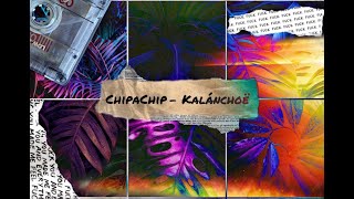 Chipachip - Kalanchoe