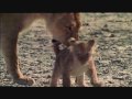 cubs killer lion