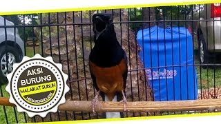 SUARA BURUNG : Ya Ampun!! Malaikat Subuh Murai Batu Harga Satu Milyar Rakus VOER RONGGOLAWE