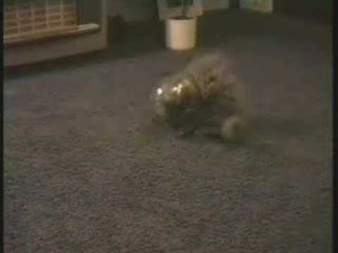 Cat in Jar :P Cat In Jar. Cat in Jar :P