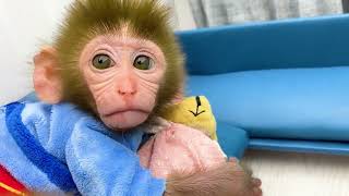 Monkey Baby Bon Bon Eats Watermelon Ice Cream With Puppy At Home Garden. The Floor Is Lava