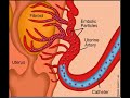 Ovarian Cysts home cures and remedies “ovarian cysts”