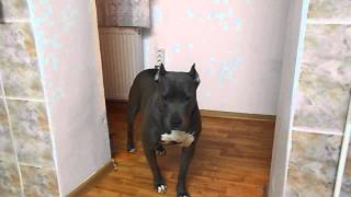 Amstaff Blue - Jessie