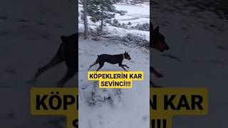 Köpekler Karda Doyasiya Oynadi