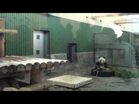 神戸王子動物園のパンダ館 タンタン HDR-CX170撮影