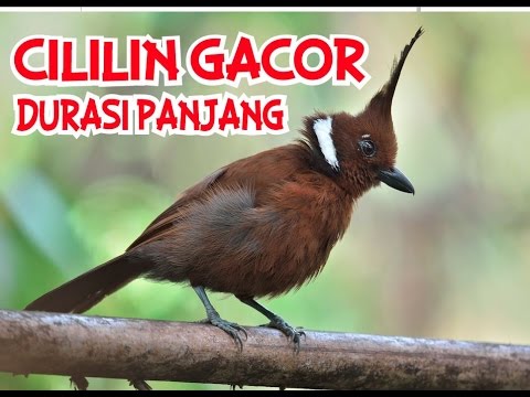 VIDEO : cililin coklat gacor durasi panjang untuk masteran murai batu, kacer dan cucak ijo - cililin coklat gacor durasi panjang untuk masterancililin coklat gacor durasi panjang untuk masteranmuraibatu, kacer dan cucak ijocililin coklat  ...