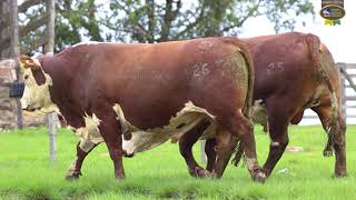 LOTE 25, 26 | Remate Braford Estância do Sossego 2021