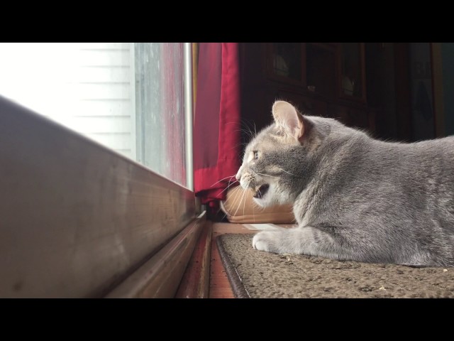 Cat Mumbles To Himself While Hunting Birds - Video