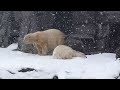 Eisbären Aika und Tonja im Tierpark Berlin