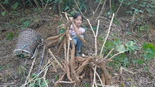 Poor Girl. Harvest Cassava And Fish To Sell - Green Forest Life, Trieu Thi Ca Building A New Life