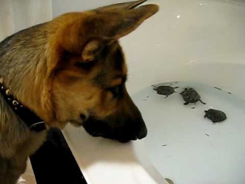 German Shepherd "Maximus" is bewildered by turtles ...