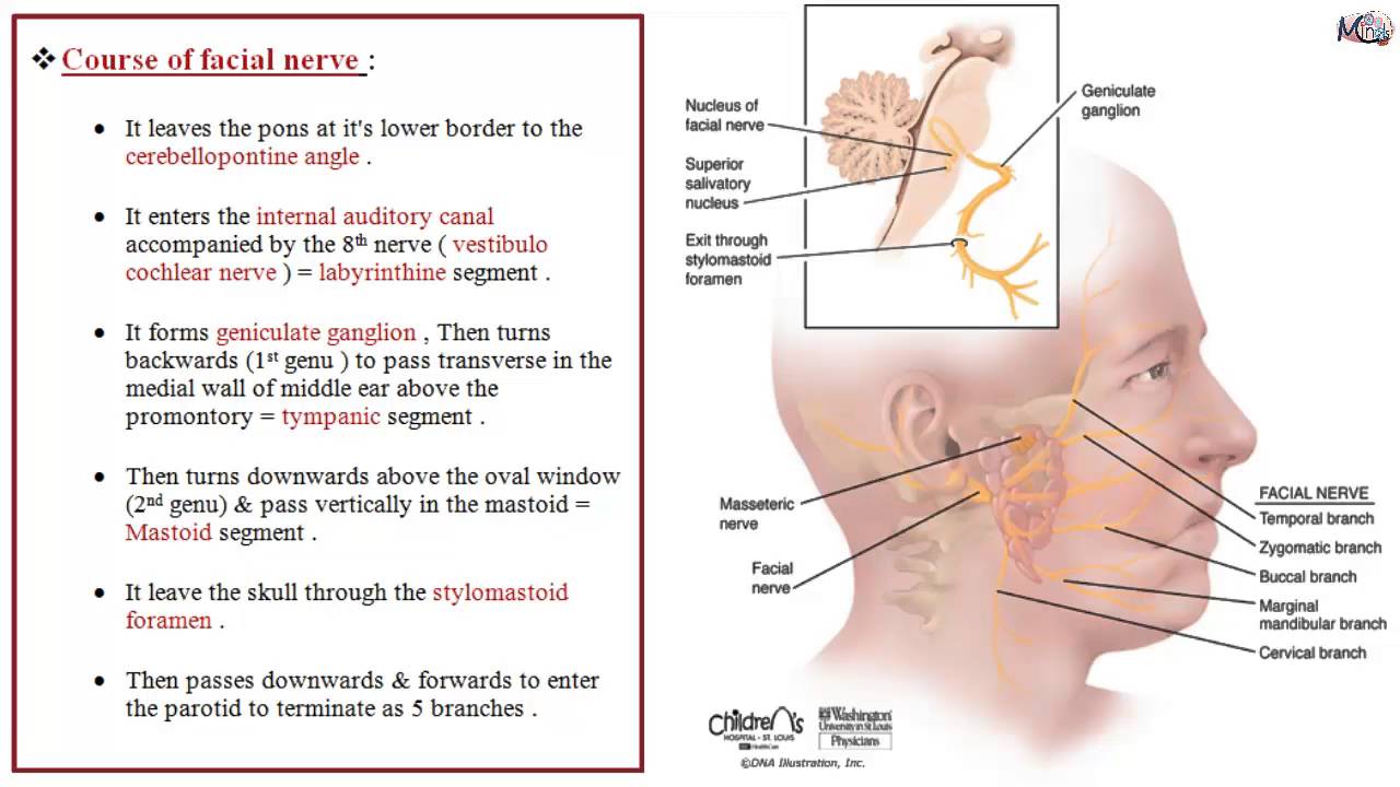 Nerve and facial nerve