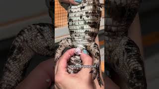 How To Your Caiman Boy Or Girl ?