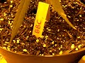 Pure Power Plant and Big Buddha chesse (grow room 30 days)