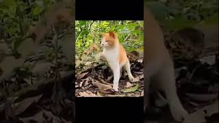 Meownato