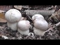 Ultimos Boletus Edulis de 2014