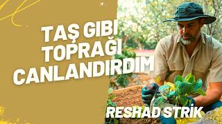 Taş Gibi Sert Toprağı Canlandırdım Dev Saksıda Organik Fidan Dikimi