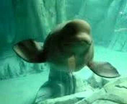 Beluga white whale
