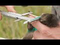 Kiwi (people)
